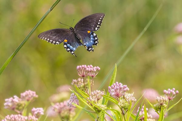 Day, Richard and Susan 아티스트의 Spicebush swallowtail flying to swamp milkweed작품입니다.